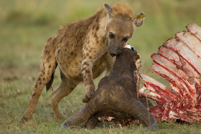 hyena